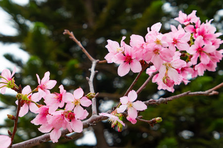 blooming cherry blossom at horizontal compositionの写真素材