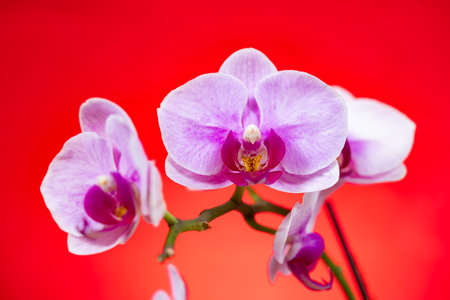 blooming lilac orchids on a red background horizontal compositionの写真素材