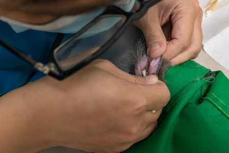 veterinarian cleaning a cats earsの写真素材