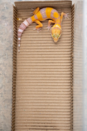 top view Leopard gecko  at vertical compositionの写真素材