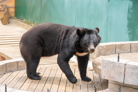 black bear in a zoo at horizontal compositionの写真素材