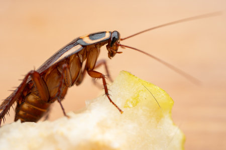 close-up of a cockroach on a snow pear at horizontal compositionの写真素材