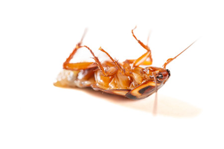 angle view dying cockroach with its belly burst open and rotating on a white background closeupの写真素材