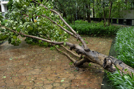 broken tree fell down after a strong storm went through at horizontal compositionの写真素材