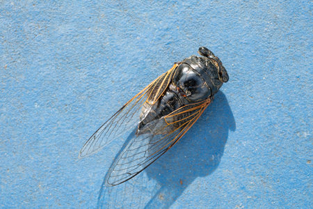 top view cicada on the floor