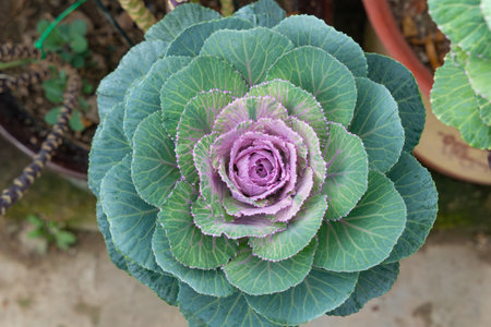 top view ornamental cabbage or kaleの写真素材