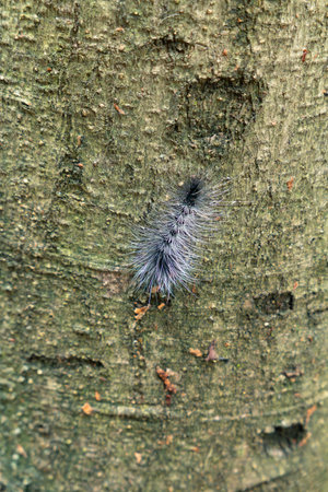 on a tree at vertical compositionの写真素材