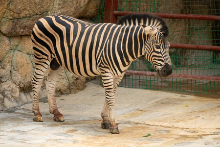 a zebra in a zooの写真素材