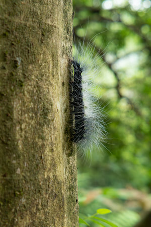 Dendrolimus tabulaeformis on a tree at vertical compositionの写真素材