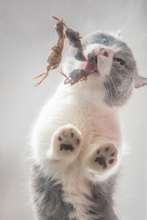 a cat eating freeze-dried quailsの写真素材