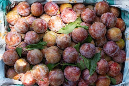 fresh plums at horizontal compositionの写真素材
