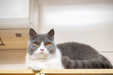 british shorthair cat lying on a wood shelf with an air conditioner nearby