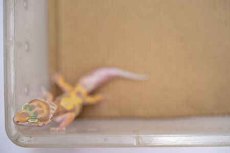 top view Leopard gecko at horizontal compositionの写真素材