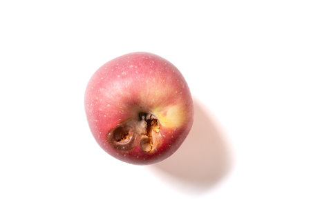 ripe apple bited by insect on whiteの写真素材