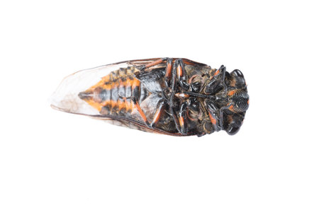 top view bottom of a cicada on a white background