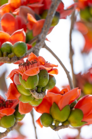 blooming Bombax ceiba or red cotton at vertical composition