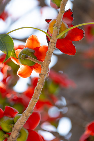 blooming Bombax ceiba or red cotton at vertical compositionの写真素材