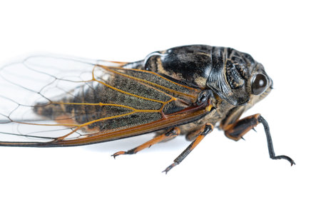 angle view cicada on a white backgroundの写真素材