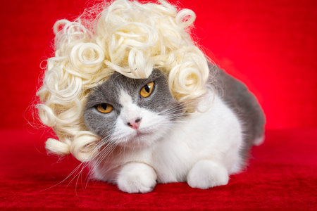 a stylish cat with golden eyes lounges calmly, wearing a curly blonde wig against a vivid red backdropの写真素材