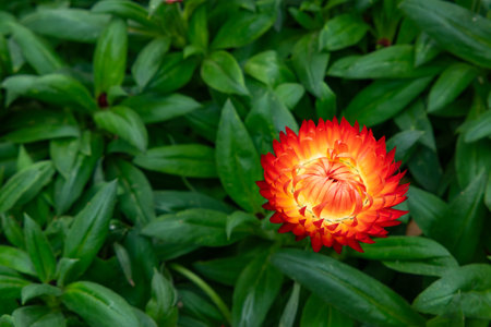 beautiful immortelle or helichrysum at horizontal composition