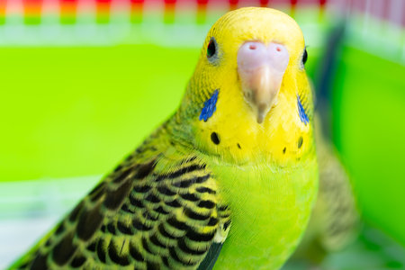 a cute budgerigar at horizontal compositionの写真素材