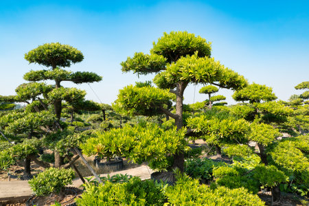 podocarpus macrophyllus at horizontal compositionの写真素材