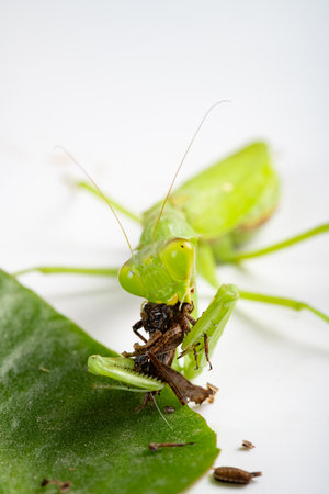 mantis eating grasshopper close up at vertical compositionの写真素材