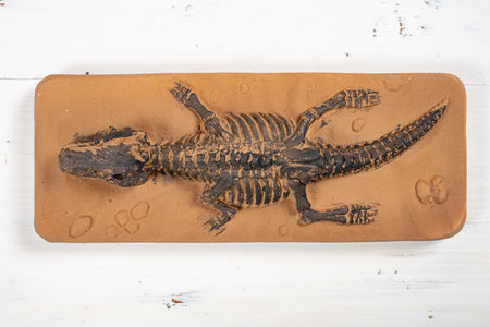top view skeleton fossilの写真素材