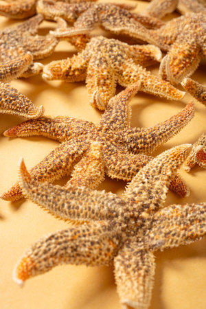 angle view medicine starfish or Asteroidea vertical compositionの写真素材
