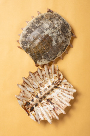 top view chinese medicine of big pieces BieJia or Trionycis Carapax or Turtle Carapace at verticalの写真素材