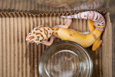 top view Leopard gecko at horizontal compositionの写真素材