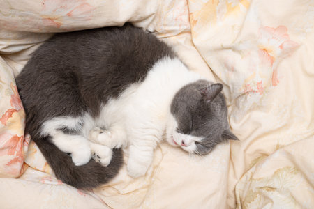 british short hair cat sleeping on the bed comfortablyの写真素材