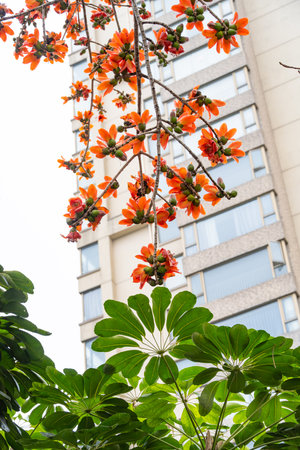 blooming Bombax ceiba or red cotton at vertical compositionの写真素材
