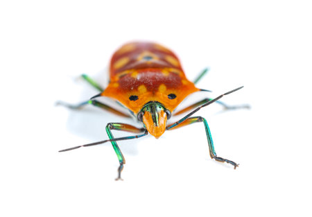 angle view Calliphara nobilis on white