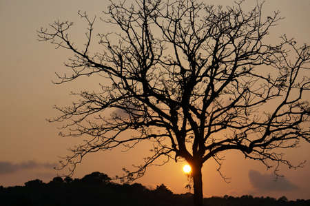 Tree silhouette at the sunset sky                               