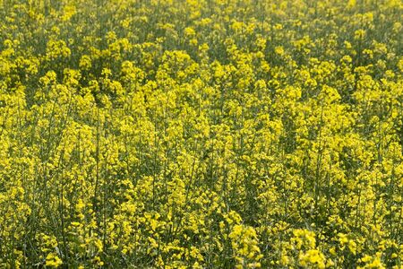 Close up of a field of wild mustard flowers.