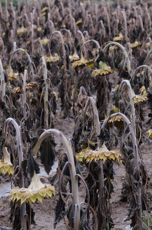 Drought of a sunflower field in late summer. Photo taken on October 2, 2014 in China.の写真素材