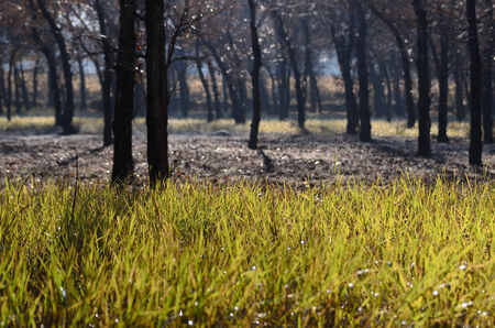 In autumn, many trees in the green meadow outside in North of China. Photo taken on October 3, 2014 in China.の写真素材