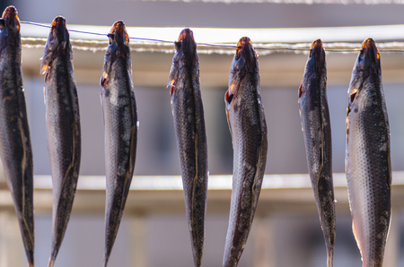 Small salted sprat fish drying on a barbed wire. Photo taken on Jan 1, 2014.の写真素材
