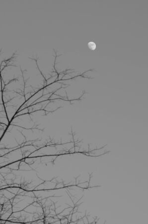 Moon over the tree branches in winter. Photo taken on Jan 1, 2014.の写真素材