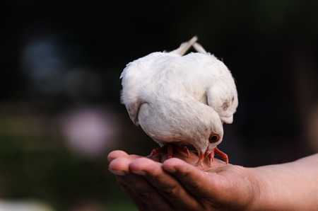 White pigeon eating corns on a handの写真素材