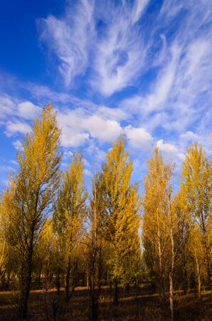 populus trees with golden colorful leafs in autumn.の写真素材