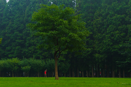 The girl exercise around the trees in the morning.のeditorial素材