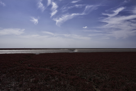 beach in redの写真素材