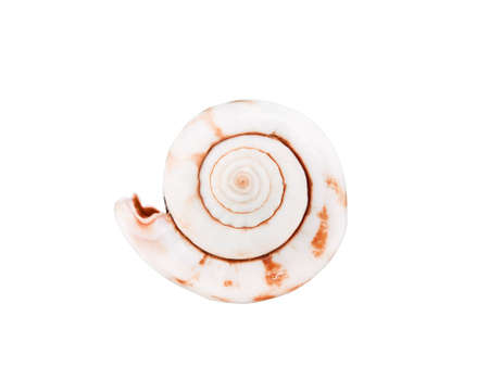 Sea shell isolated on a white の写真素材