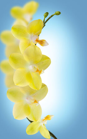 Yellow orchid isolated on blue backgroundの写真素材