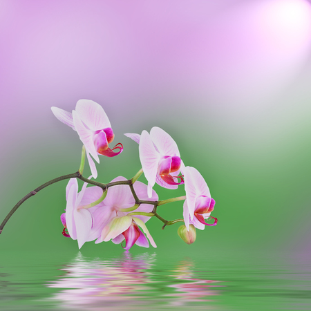 Pink orchids over waterの写真素材