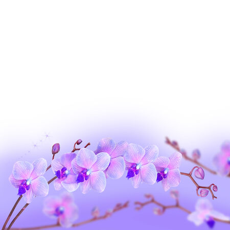 Beautiful floral abstract background, orchids isolated on a whiteの写真素材