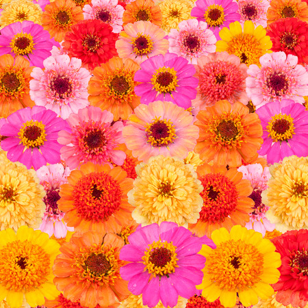 Bright flowers background; zinniasの写真素材
