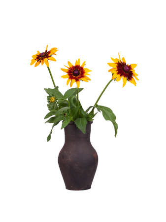 Bright yellow rudbeckia or Black Eyed Susan flowers isolated on a white backgroundの写真素材